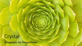  Presentation with beautiful green - Colorful theme enhanced with nature healing - beautiful green succulent sempervivum cactus backdrop and a gold colored foreground
