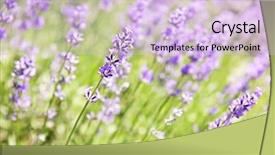  Presentation with botanical garden - Theme with nature healing - botanical background of blooming purple background and a lemonade colored foreground