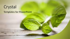  Presentation with mint - Presentation theme with nature healing - fresh mint on wooden table background and a yellow colored foreground