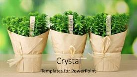  Presentation with beautiful green - PPT theme enhanced with nature healing - thyme herb plants in pots background and a coral colored foreground