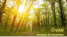  Presentation with forest morning - Theme having nature in the morning forest background and a tawny brown colored foreground