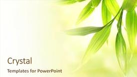  Presentation with abstract leaves - Colorful theme enhanced with leaves over abstract blurred background backdrop and a cream colored foreground