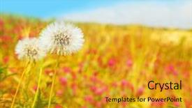  Presentation with wildflower field - Colorful PPT layouts enhanced with nature land - dandelions flowers field spring landscape backdrop and a  colored foreground