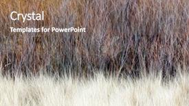  Presentation with vertical - Slide set consisting of abstract blurred background pastel - nature landscape of bare trees background and a violet colored foreground