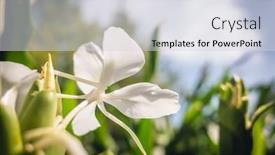  Presentation with fresh ginger root on white - Presentation design featuring nature-landscape-of-white-butterfly background and a sky blue colored foreground