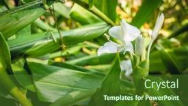  Presentation with ginger - PPT theme consisting of nature-landscape-of-white-butterfly background and a forest green colored foreground