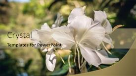  Presentation with ginger - Amazing presentation having nature-landscape-of-white-butterfly backdrop and a coral colored foreground