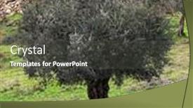  Presentation with olive tree - Theme featuring nature-landscape-olive-tree background and a dark gray colored foreground