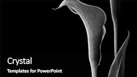  Presentation with calla - Beautiful PPT layouts featuring arab man in air travel backdrop and a dark gray colored foreground