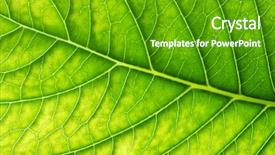  Presentation with green leaf - Theme consisting of greenish - close up of green leaf background and a tawny brown colored foreground