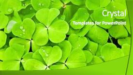  Presentation with clover - Beautiful PPT theme featuring green clover background backdrop and a shamrock green colored foreground