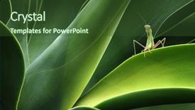  Presentation with cactus - PPT theme consisting of natural compounds - green praying mantis sitting background and a tawny brown colored foreground