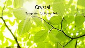  Presentation with sky sun - PPT layouts consisting of sky tree - new leaf and sun ray background and a yellow colored foreground