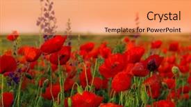  Presentation with poppies - Cool new presentation theme with nature meadow - field of poppies backdrop and a coral colored foreground