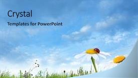  Presentation with summer - Audience pleasing PPT theme consisting of nature meadow - nice summer day backdrop and a light blue colored foreground