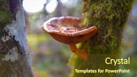  Presentation with underwater wild nature sea life - Cool new slides with nature mushrooms - detail of wild mushroom backdrop and a tawny brown colored foreground