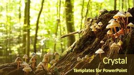  Presentation with fungi - Slides with nature mushrooms - forest fungi - marasmius torquescens background and a  colored foreground