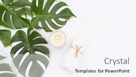  Presentation with green nature - Slide set featuring nature-of-green-monstera-leaves background and a sky blue colored foreground