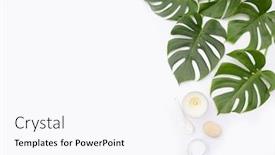  Presentation with green nature - Amazing slide set having nature-of-green-monstera-leaves backdrop and a pink colored foreground