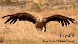  Presentation with nature diversity community - Colorful slide set enhanced with nature opening its big backdrop and a coral colored foreground