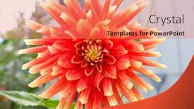  Presentation with dahlia - 