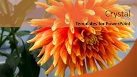  Presentation with dahlia - 