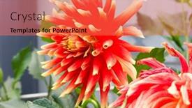  Presentation with dahlia - 