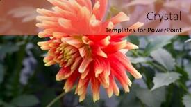  Presentation with dahlia - 