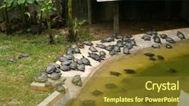  Presentation with animal nature - Presentation theme enhanced with nature photo red-eared slider background and a  colored foreground