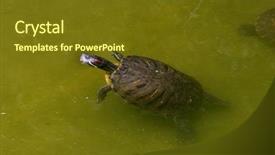  Presentation with animal nature - Colorful slide deck enhanced with nature photo red-eared slider backdrop and a  colored foreground