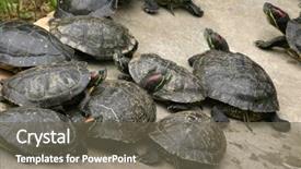  Presentation with animal nature - Theme having nature photo red-eared slider background and a  colored foreground