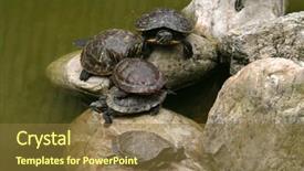  Presentation with animal nature - Slide deck consisting of nature photo red-eared slider background and a  colored foreground