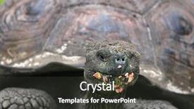  Presentation with animals nature - Presentation theme with nature ranch eating guava background and a dark gray colored foreground