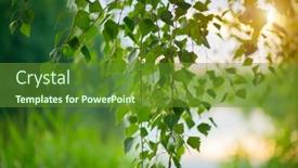  Presentation with tranquil - Audience pleasing PPT theme consisting of nature-scene-spring-landscape backdrop and a tawny brown colored foreground