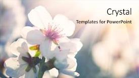  Presentation with tree spring flowers apple flowers - Presentation with nature scene with blooming tree background and a cream colored foreground