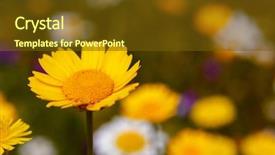  Presentation with wild flower - Audience pleasing presentation theme consisting of nature scenes - beautiufl wild yellow flower backdrop and a  colored foreground