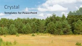  Presentation with spruce - Beautiful presentation theme featuring nature season and environment concept - summer spruce forest and field backdrop and a light blue colored foreground