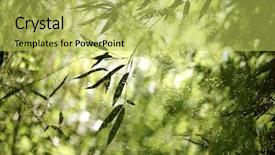  Presentation with beautiful of bamboo forest - Audience pleasing presentation consisting of nature silouhette - bamboo forest bamboo leaves backdrop and a  colored foreground