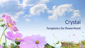  Presentation with flowers - Slides consisting of nature sky daisies grass - beautiful flowers background and a sky blue colored foreground