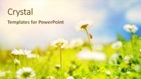  Presentation with daisy - Theme featuring nature sky daisies grass - daisy field background and a cream colored foreground