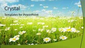  Presentation with wild flower in field of daisies - Colorful theme enhanced with nature sky daisies grass - field of daisy flowers backdrop and a  colored foreground