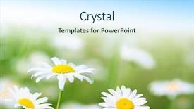  Presentation with wild flower in field of daisies - Audience pleasing presentation theme consisting of nature sky daisies grass - field of daisy flowers backdrop and a  colored foreground