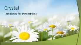  Presentation with daisy - Beautiful PPT layouts featuring nature sky daisies grass - field of daisy flowers backdrop and a sky blue colored foreground