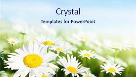  Presentation with daisy - Cool new PPT layouts with nature sky daisies grass - field of daisy flowers backdrop and a sky blue colored foreground