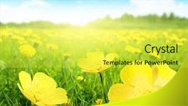  Presentation with jasmine spring flowers - Slide set consisting of nature sky daisies grass - field of spring flowers background and a yellow colored foreground