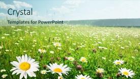  Presentation with wild flower in field of daisies - Amazing theme having nature sky daisies grass - field of wild flowers backdrop and a sky blue colored foreground