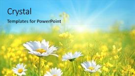  Presentation with perfect - Beautiful slides featuring nature sky daisies grass - perfect day backdrop and a arctic colored foreground
