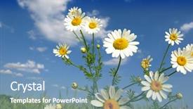  Presentation with wheat - Colorful slides enhanced with nature sky daisies grass - summer wildflowers in wheat field backdrop and a  colored foreground
