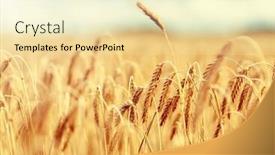  Presentation with agriculture field - Cool new PPT theme with nature summer harvest and agriculture concept - close up of cereal field with spikelets of ripe rye or wheat backdrop and a lemonade colored foreground