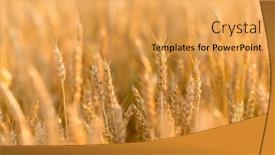  Presentation with agriculture field - Cool new slide deck with nature summer harvest and agriculture concept - cereal field with ripe wheat spikelets backdrop and a yellow colored foreground
